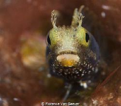 Curious blenny by Florence Van Gaever 